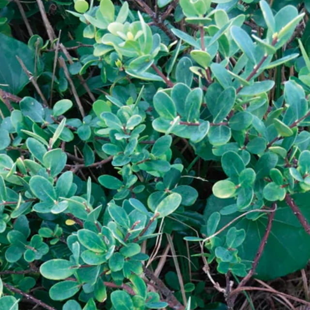 TSUTO(つと) 青雁皮紙(あおがんぴし) 02