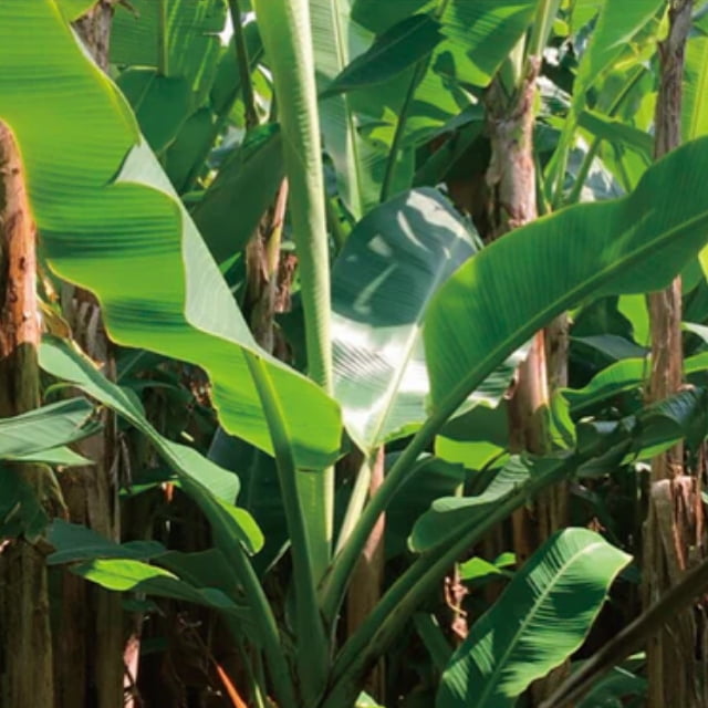 TSUTO(つと) 芭蕉紙(ばしょうし) 02