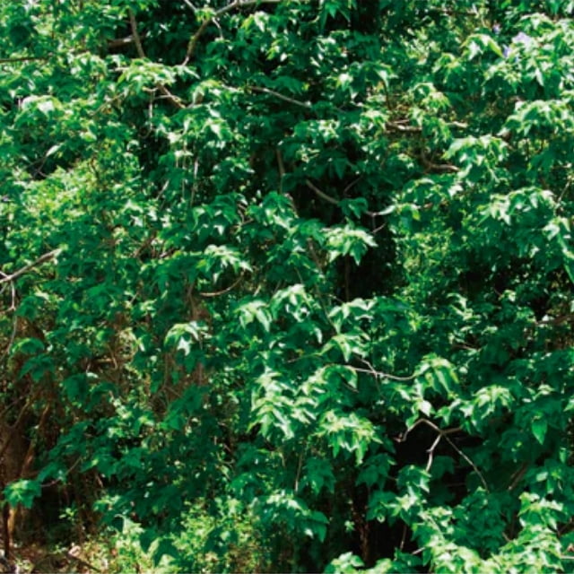 TSUTO(つと) 百田紙・杉原紙(ひゃくたし・すぎはらがみ) 02